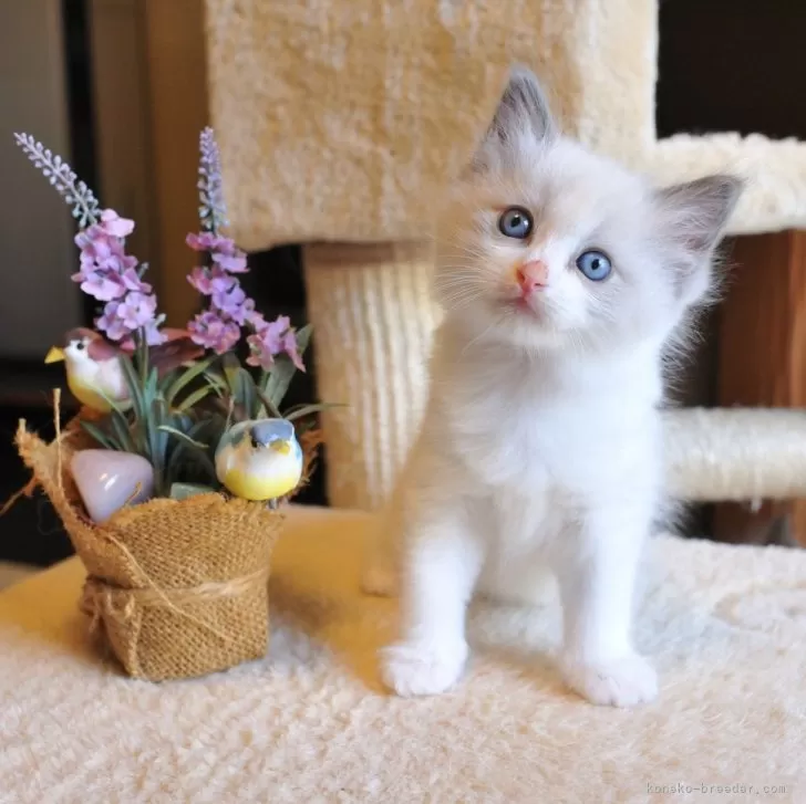 ID:2405-02118の子猫