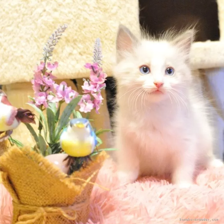 ID:2407-00513の子猫