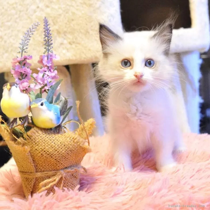 ID：2407-00521の子猫