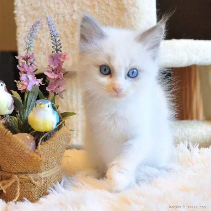 ID：2407-00515の子猫