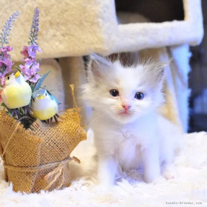 ID:2408-01571の子猫
