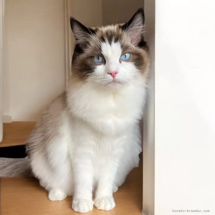 ID：2412-00047の子猫