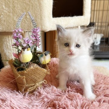 ラグドール【埼玉県・女の子・2024年8月1日・シールポイントバイカラー】の写真「遊んで！な元気な子♦️10/18販売終了予定」