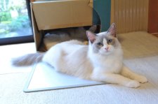 ラグドール【・女の子・2023年3月5日・ブルーポイントバイカラー】