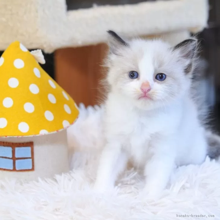 ID:2507-01453の子猫