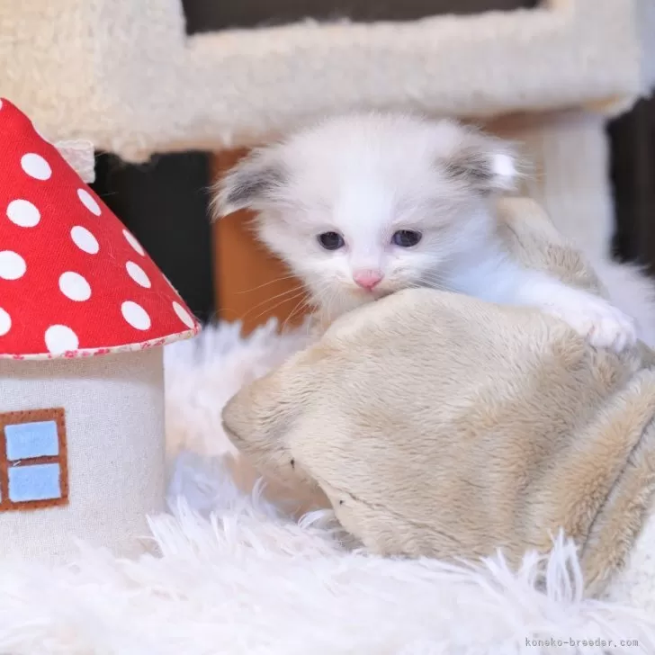 ID:2507-01456の子猫