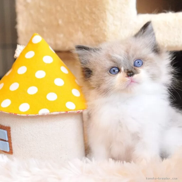 ID：2411-02607の子猫