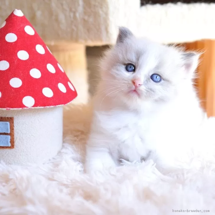 ID:2501-01635の子猫