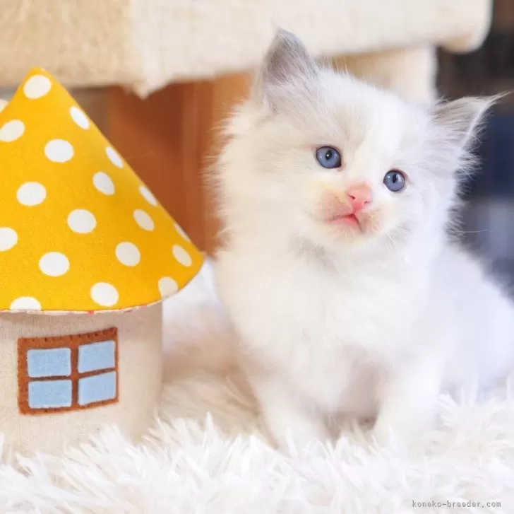 Y.O 様のお迎えした子猫