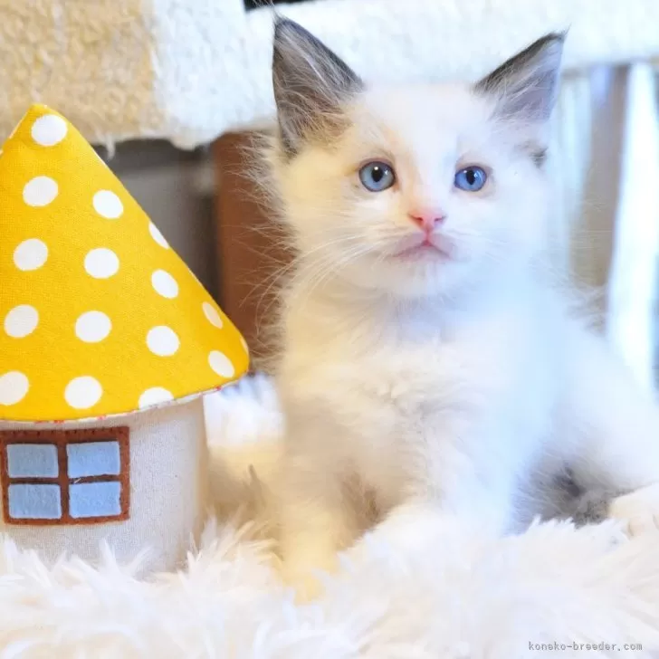 ID:2503-01078の子猫