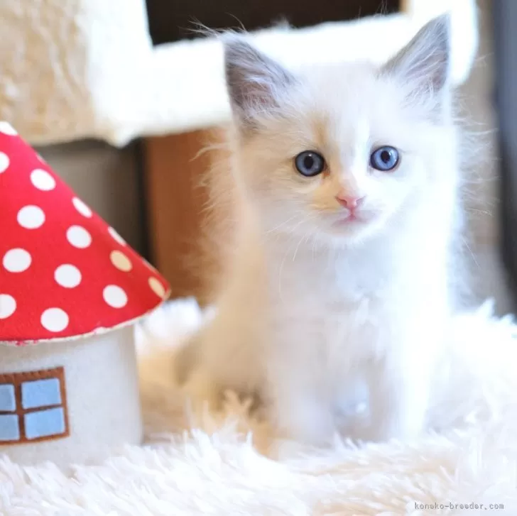 ID：2502-01880の子猫