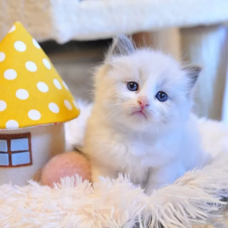 ID：2502-00799の子猫