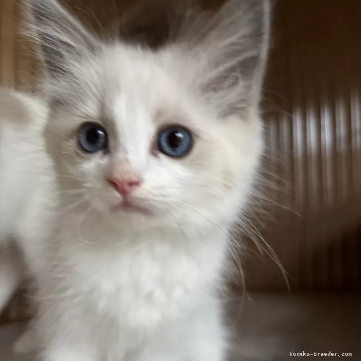 K.A 様のお迎えした子猫