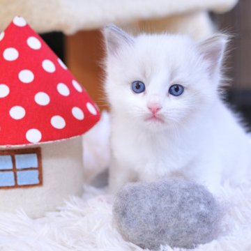ラグドール【埼玉県・女の子・2025年8月5日・ブルーポイントバイカラー】の写真「フワフワかわいい💕🌟〆10/4受付まで🌟」