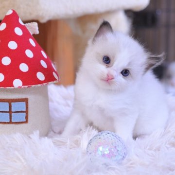 ラグドール【埼玉県・女の子・2025年8月8日・シールポイントバイカラー】の写真「かわいらしい💕女の子🌟〆10/4受付まで🌟」