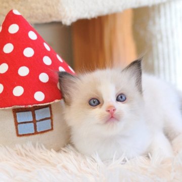 ラグドール【埼玉県・女の子・2025年8月8日・シールポイントバイカラー】の写真「かわいらしい💕女の子🌟〆10/4受付まで🌟」