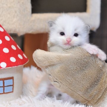 ラグドール【埼玉県・女の子・2025年9月29日・シールポイントバイカラー】の写真「かわいい女の子」