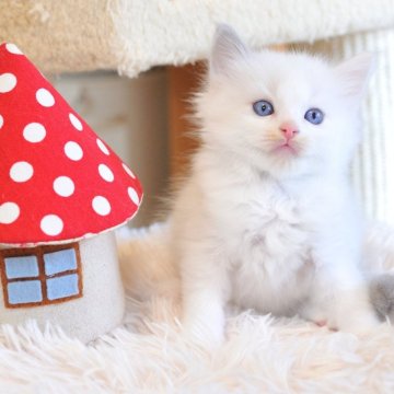 ラグドール【埼玉県・女の子・2025年8月8日・ブルーポイントバイカラー】の写真「かわいらしい女の子💕 🌟〆10/4受付まで🌟」