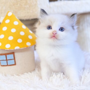 ラグドール【埼玉県・男の子・2025年9月29日・シールポイントバイカラー】の写真「かわいい女の子」