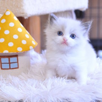 ラグドール【埼玉県・男の子・2025年11月21日・ブルーポイントバイカラー】の写真「イケメンになりそう(^_-)-☆な男の子」