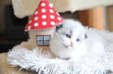 ラグドール【埼玉県・女の子・2025年1月1日・シールポイント】の写真8