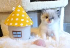 ラグドール【埼玉県・男の子・2024年11月10日・シールポイントバイカラー】の写真5