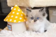 ラグドール【埼玉県・男の子・2024年11月10日・シールポイントバイカラー】の写真2