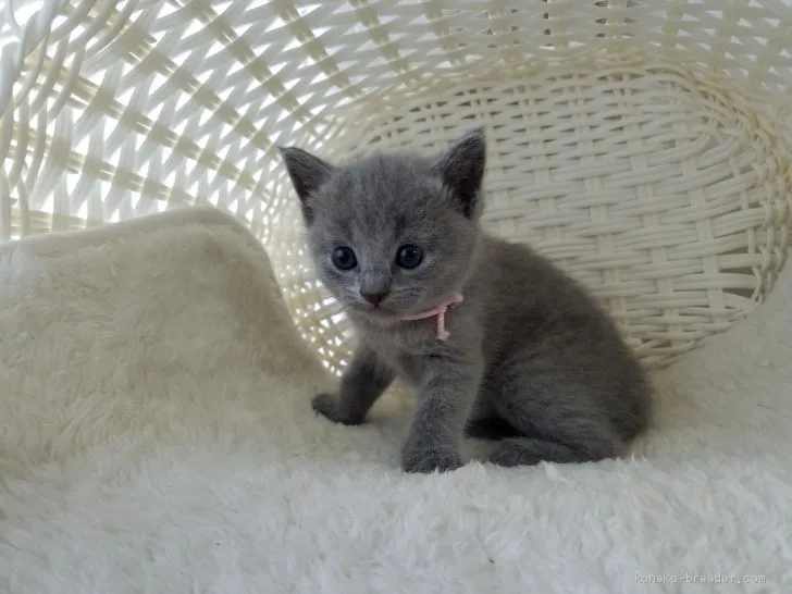 ID:1909-01589の子猫