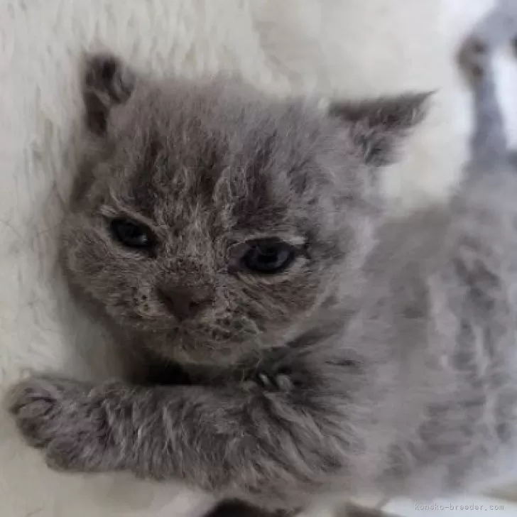 ID：2411-01683の子猫