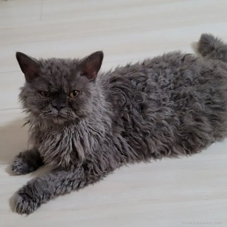 ID：2303-01648の子猫