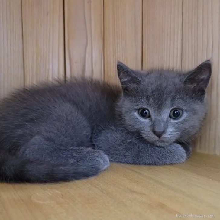 ID：2306-02751の子猫