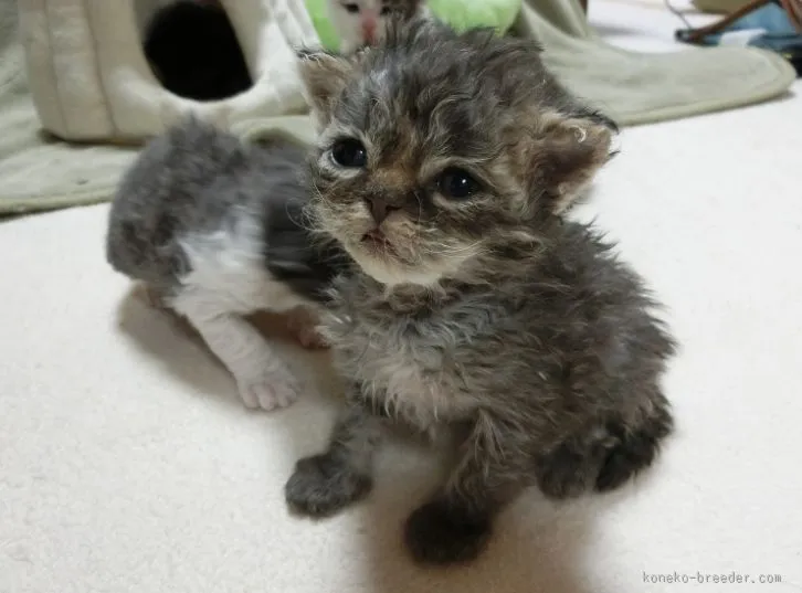 ビビマミー 様のお迎えした子猫