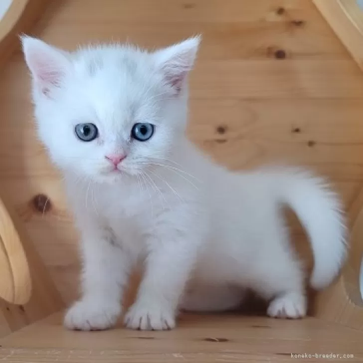 ID:2401-01808の子猫