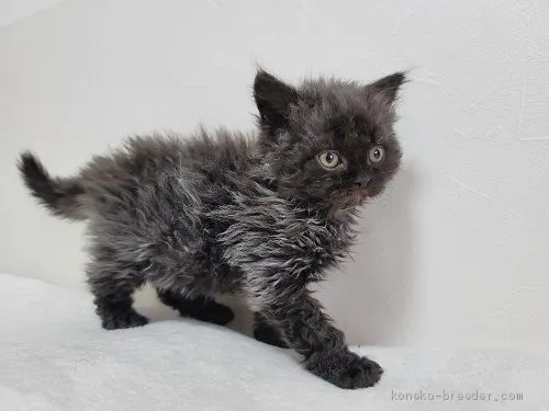 ID:2102-00357の子猫