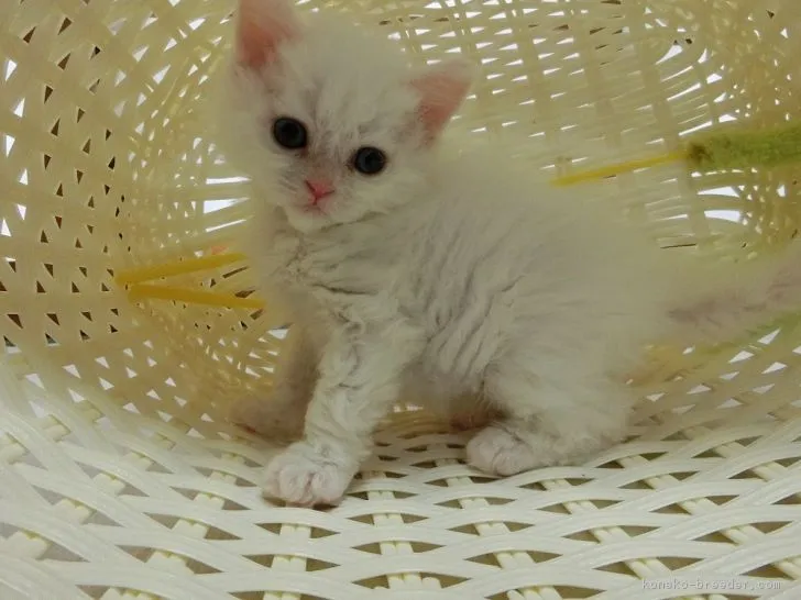 ID:1805-01371の子猫