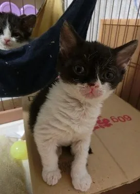 春太郎 様のお迎えした子猫