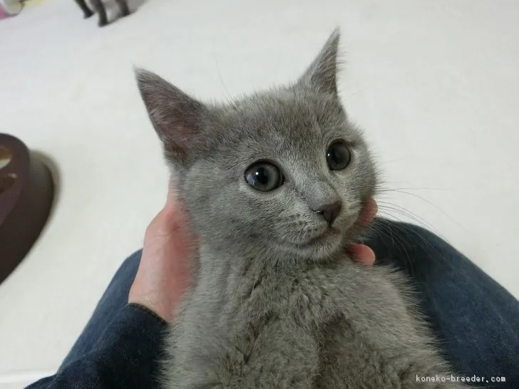ID:1902-01309の子猫
