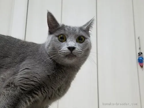 ID：1909-00516の子猫