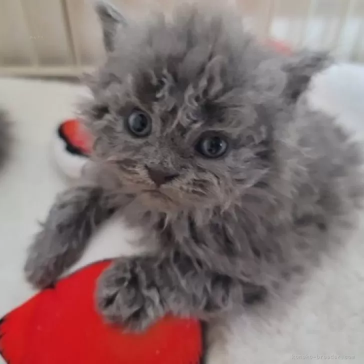 ぴょん 様のお迎えした子猫