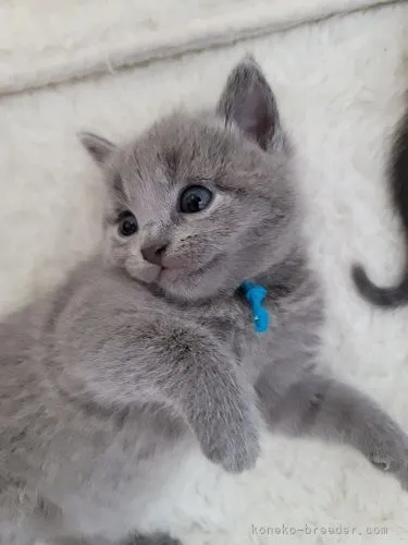 ID：2109-01518の子猫