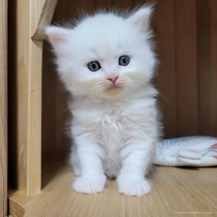 ID:2303-00945の子猫
