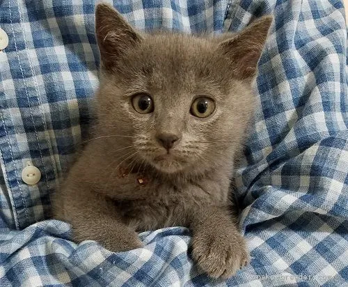 ID：2009-01397の子猫