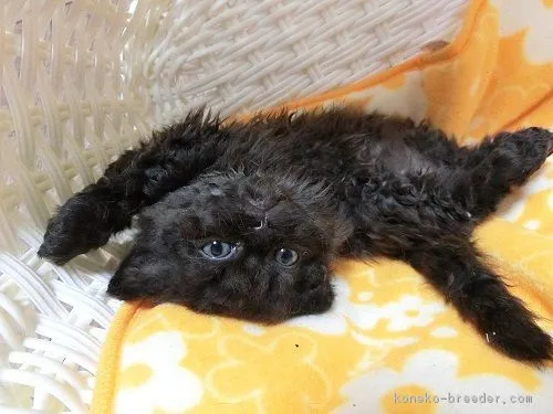 ID:1804-00289の子猫