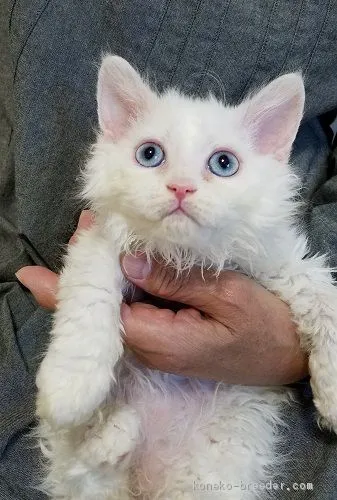 ID:2009-02117の子猫