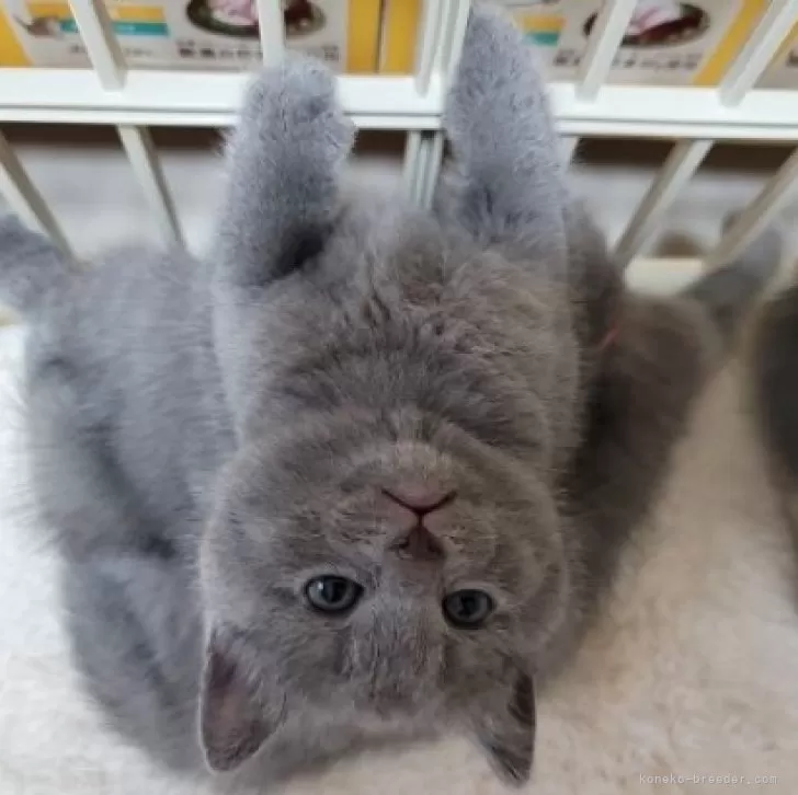ID:2409-01832の子猫