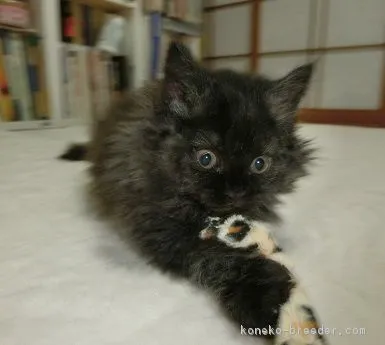 ID:1702-00757の子猫