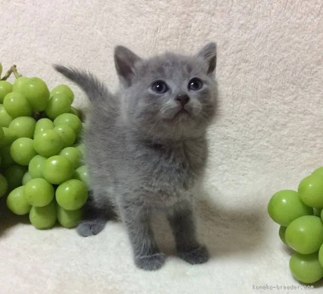 蒼ちゃん同居人 様のお迎えした子猫