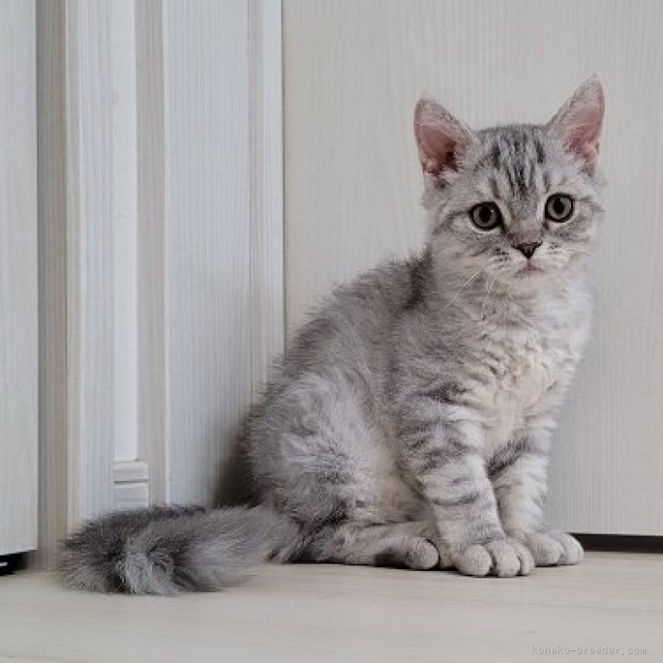 猫大好き 様のお迎えした子猫
