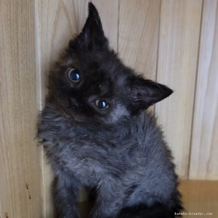 ID：2303-02783の子猫