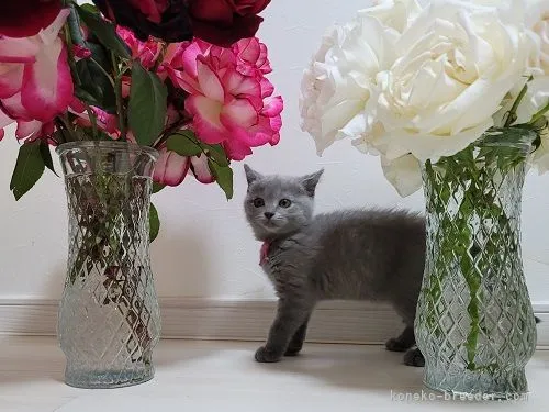 ID:2103-02199の子猫